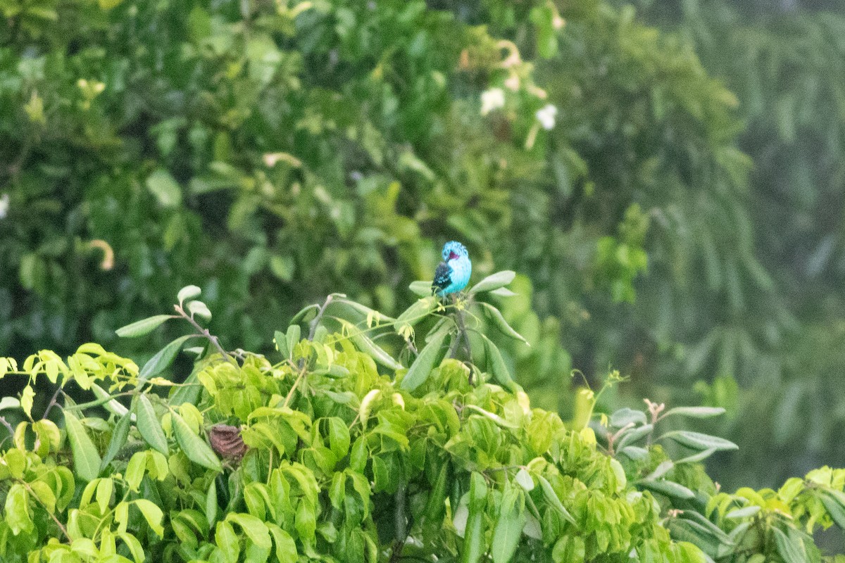 Spangled Cotinga - ML626801595