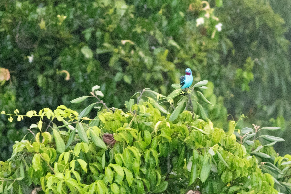 Spangled Cotinga - ML626801596