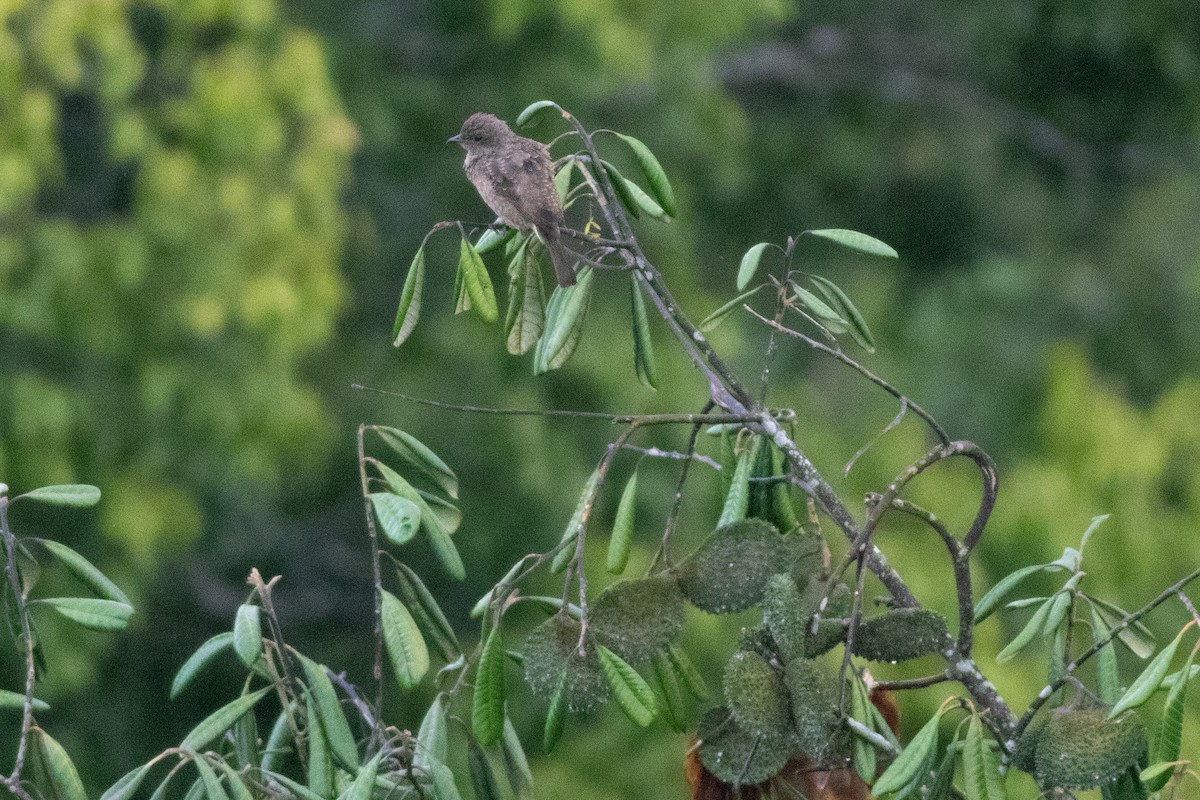 Spangled Cotinga - ML626801597