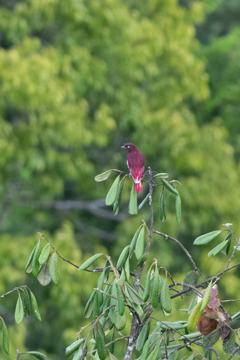 Pompadour Cotinga - ML626801604