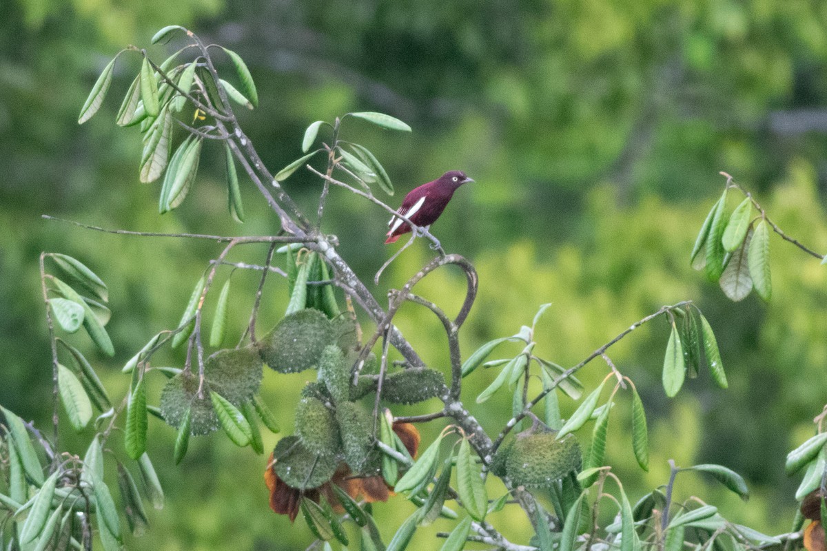 Pompadour Cotinga - ML626801605