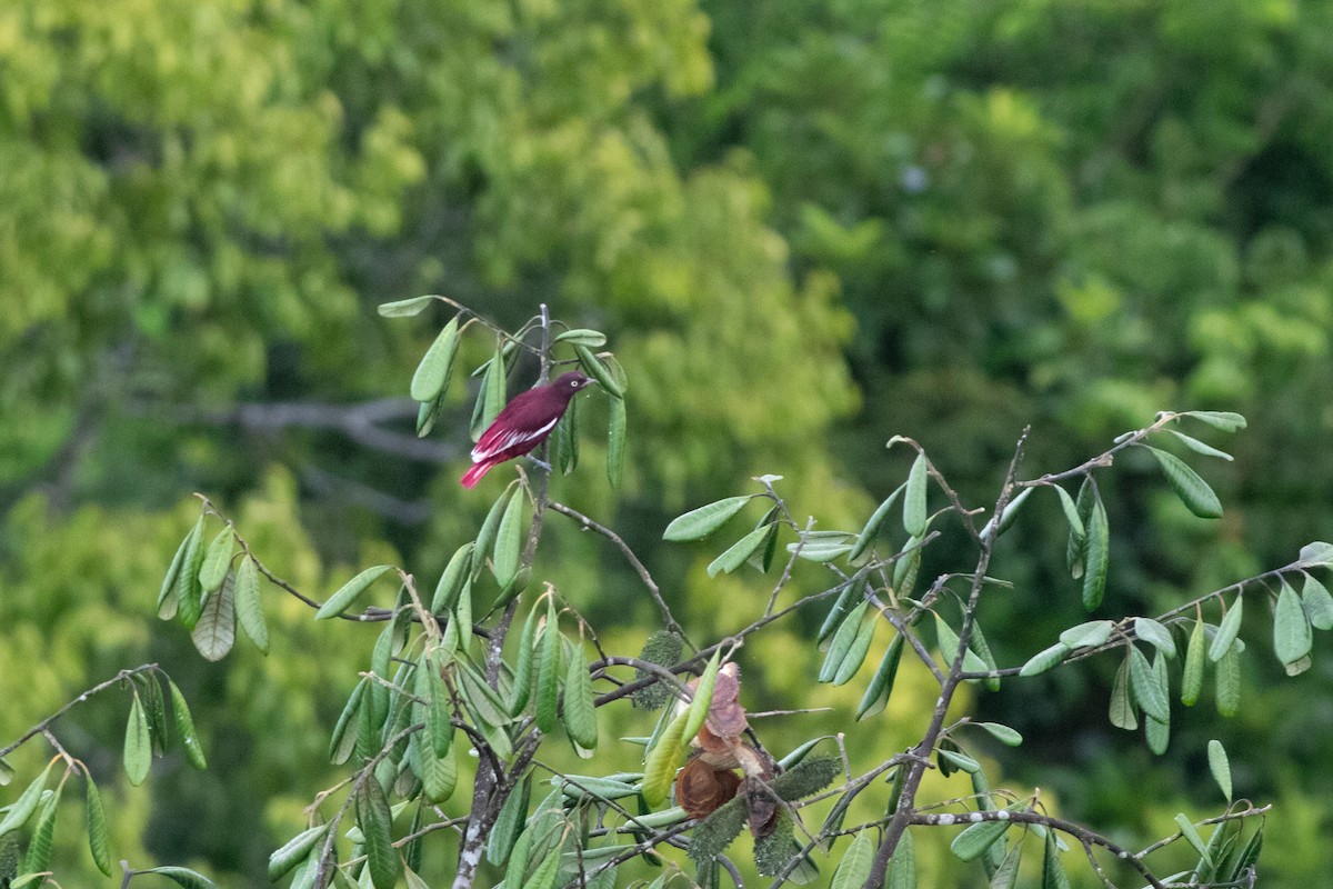 Pompadour Cotinga - ML626801606