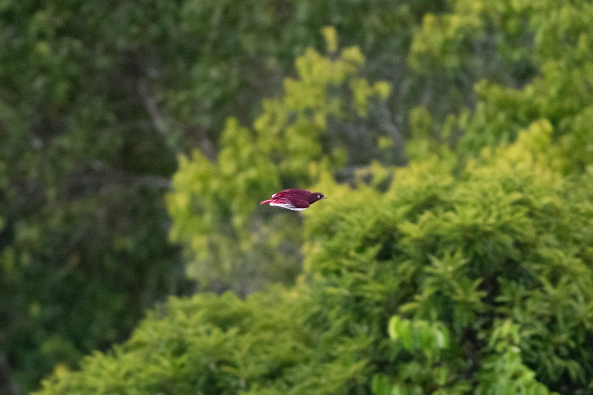 Pompadour Cotinga - ML626801607