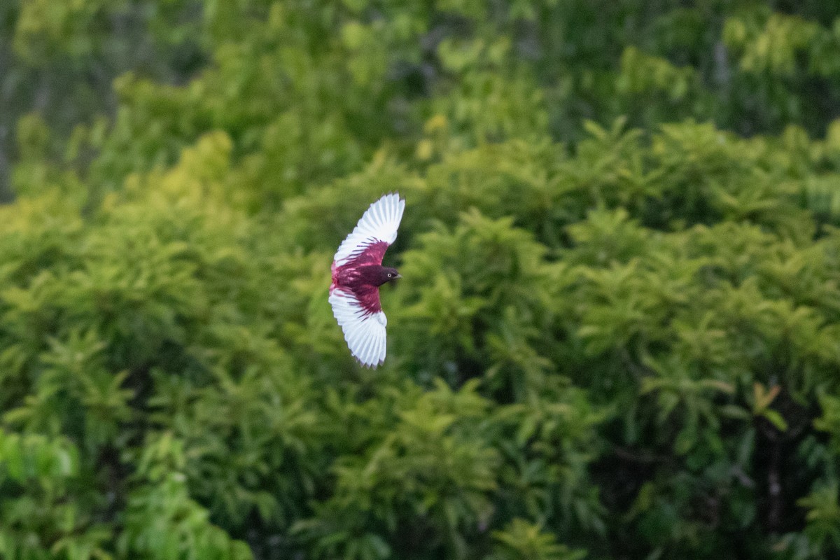 Pompadour Cotinga - ML626801608
