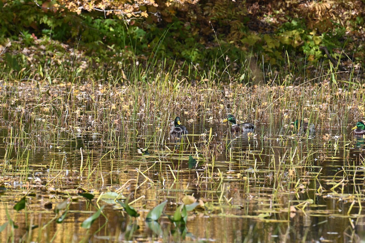 Canard colvert - ML626801610