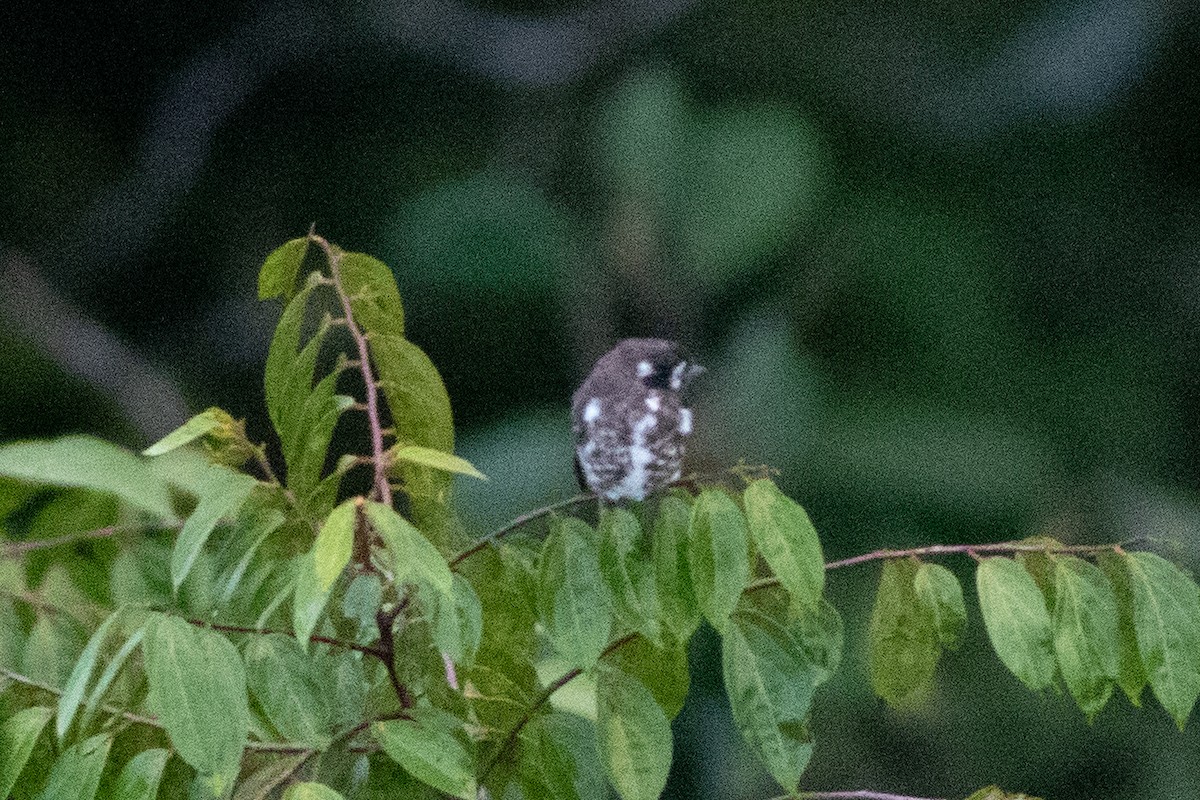 White-browed Purpletuft - ML626801619