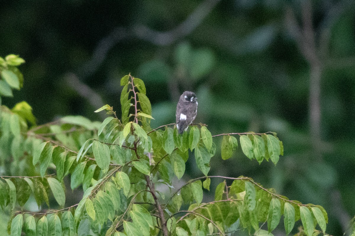 White-browed Purpletuft - ML626801620