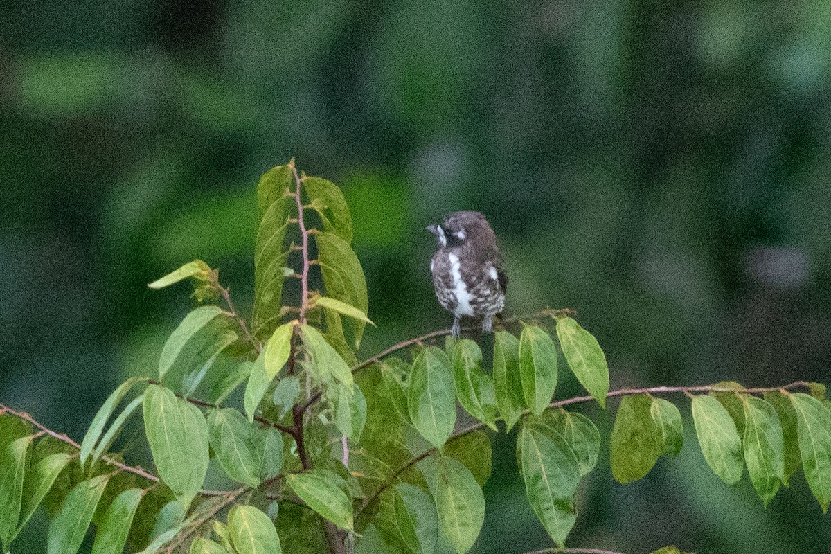 White-browed Purpletuft - ML626801640