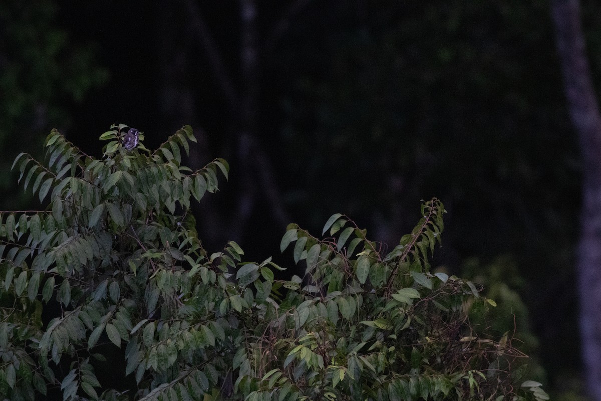 White-browed Purpletuft - ML626801643