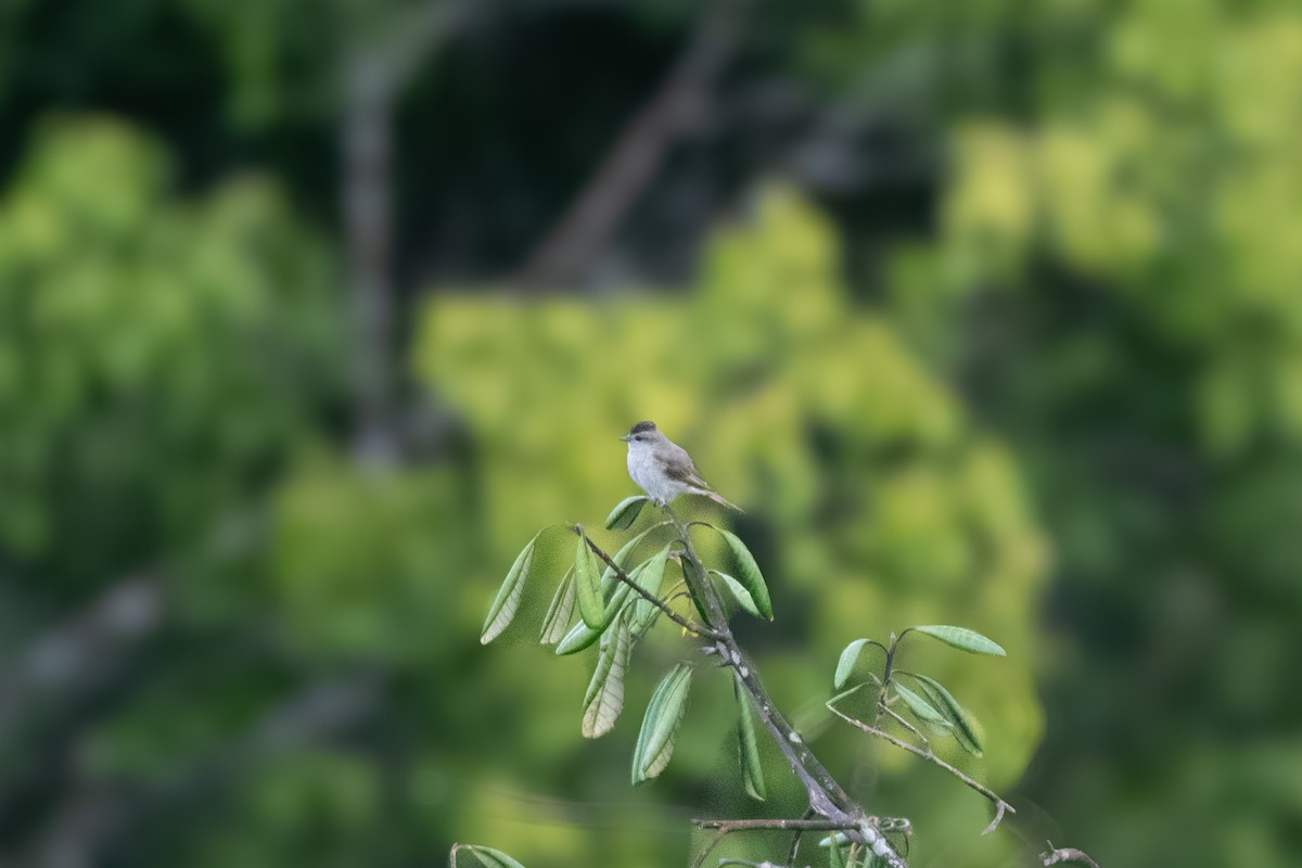 Crowned Slaty Flycatcher - ML626801653