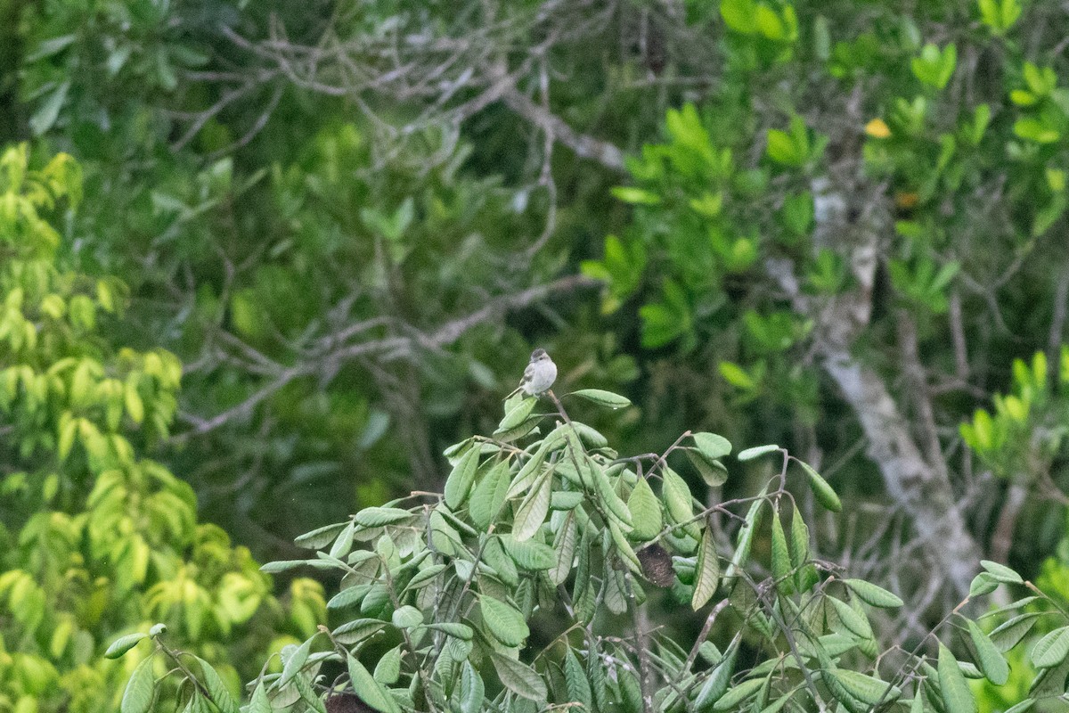 Crowned Slaty Flycatcher - ML626801654