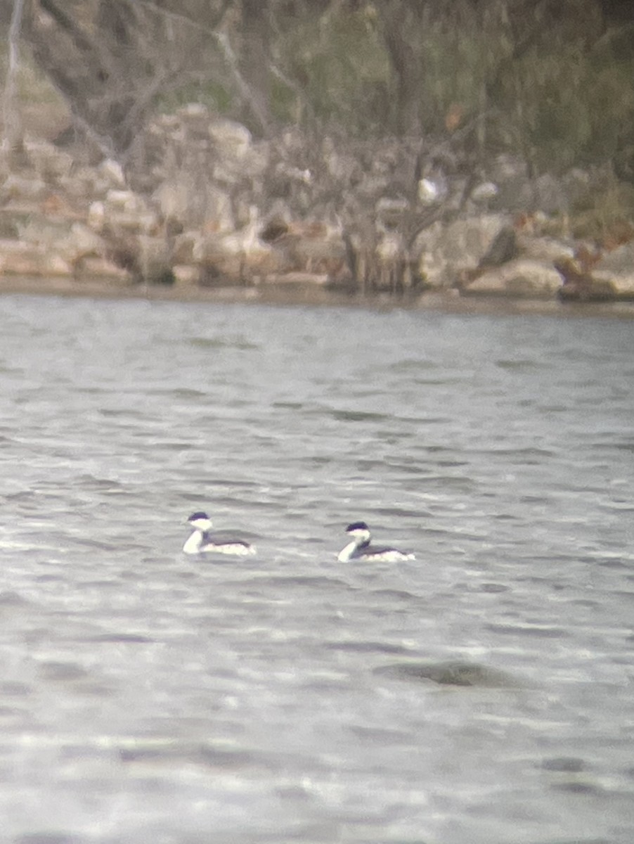 Horned Grebe - ML626801678