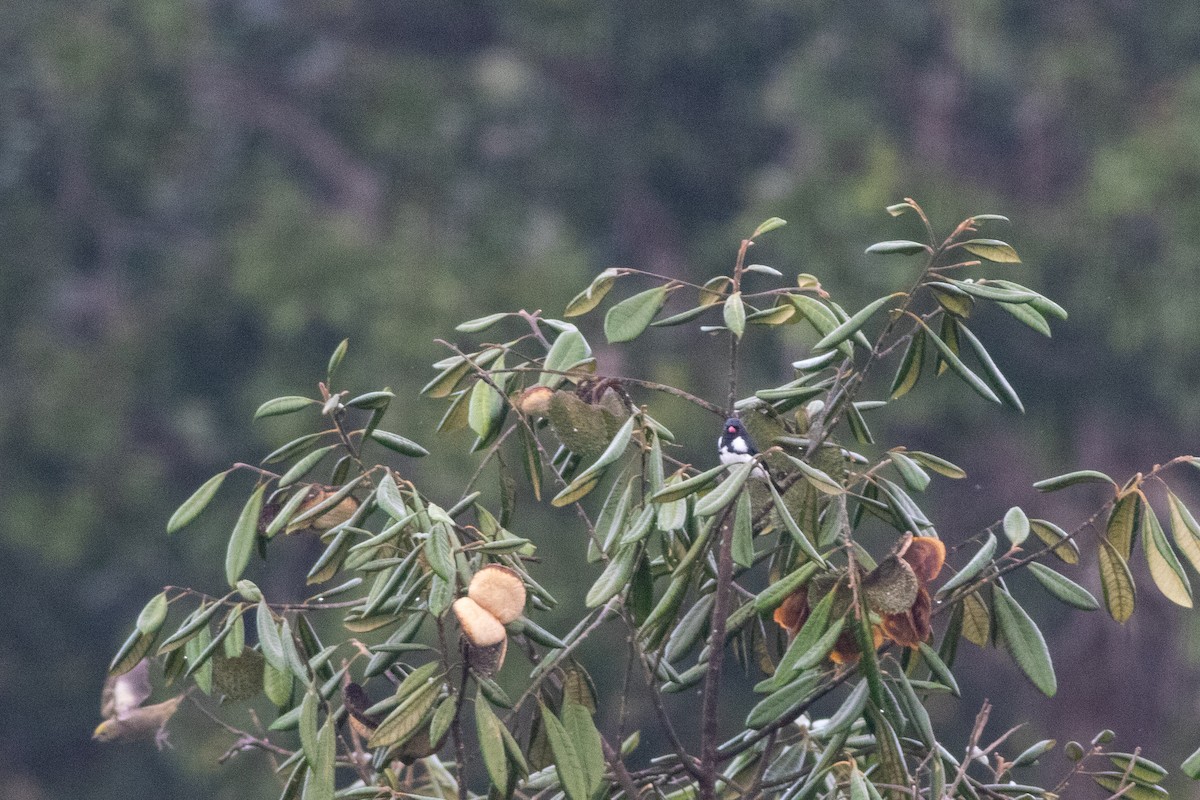 Red-billed Pied Tanager - ML626801684