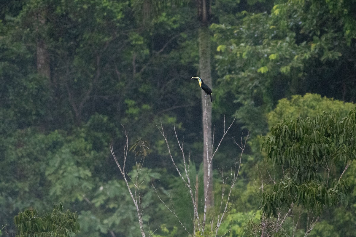 White-throated Toucan - ML626801695