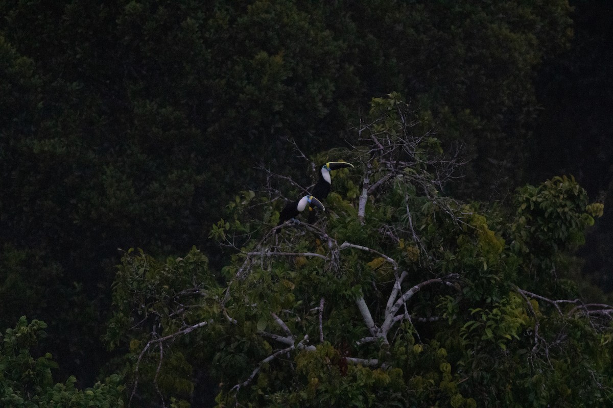 White-throated Toucan - ML626801697