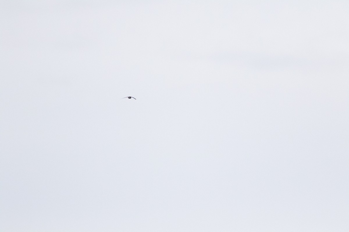 swift sp. - ML626801710