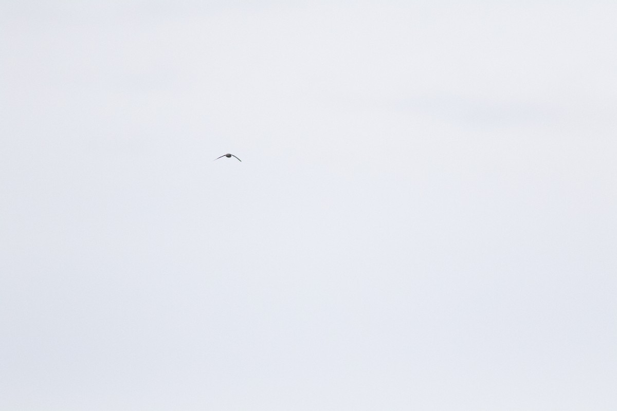 swift sp. - ML626801711