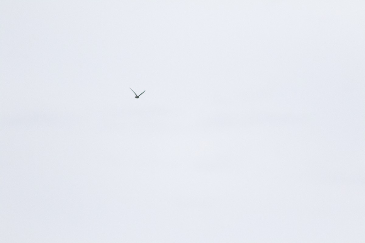 swift sp. - ML626801712