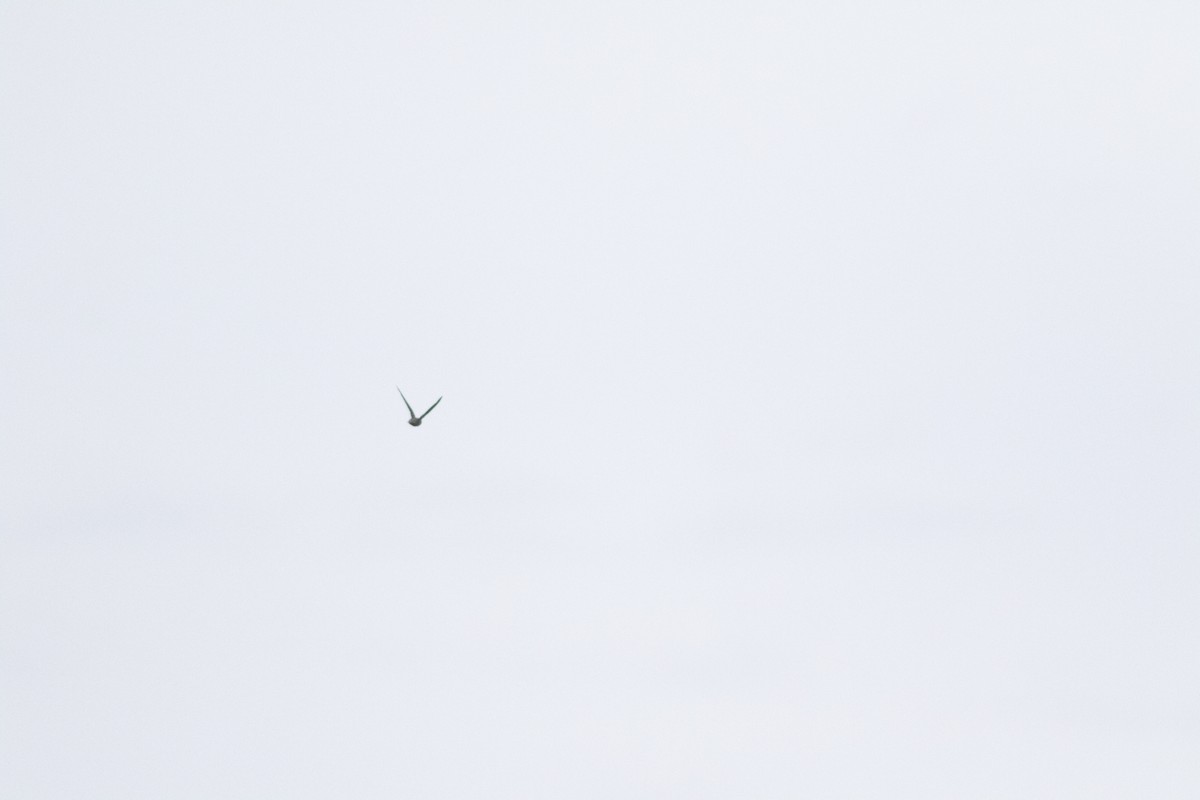 swift sp. - ML626801713