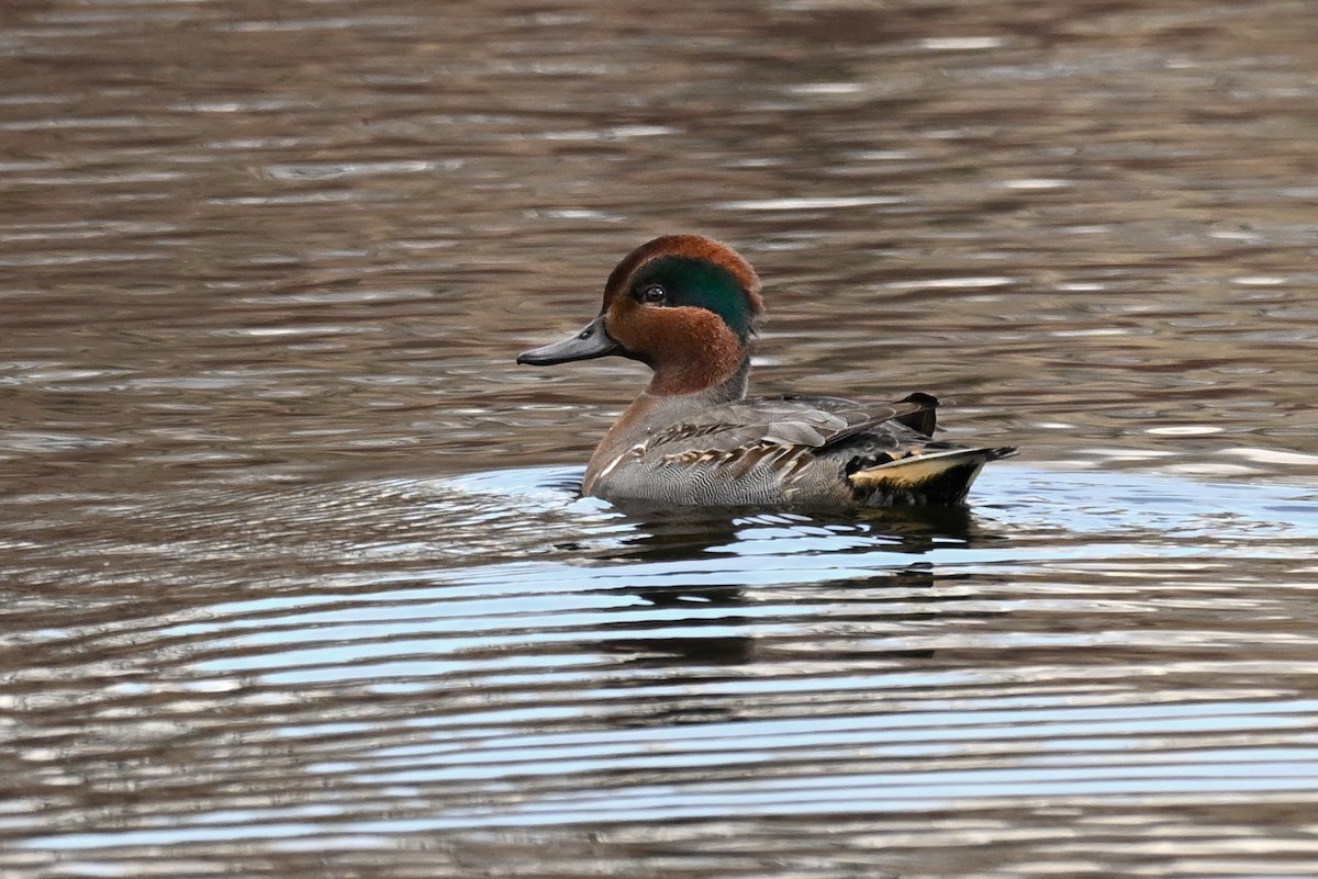 Green-winged Teal - ML626801756