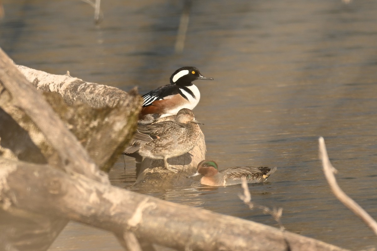 Green-winged Teal - ML626801757
