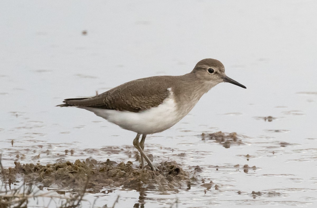 Common Sandpiper - ML626801770
