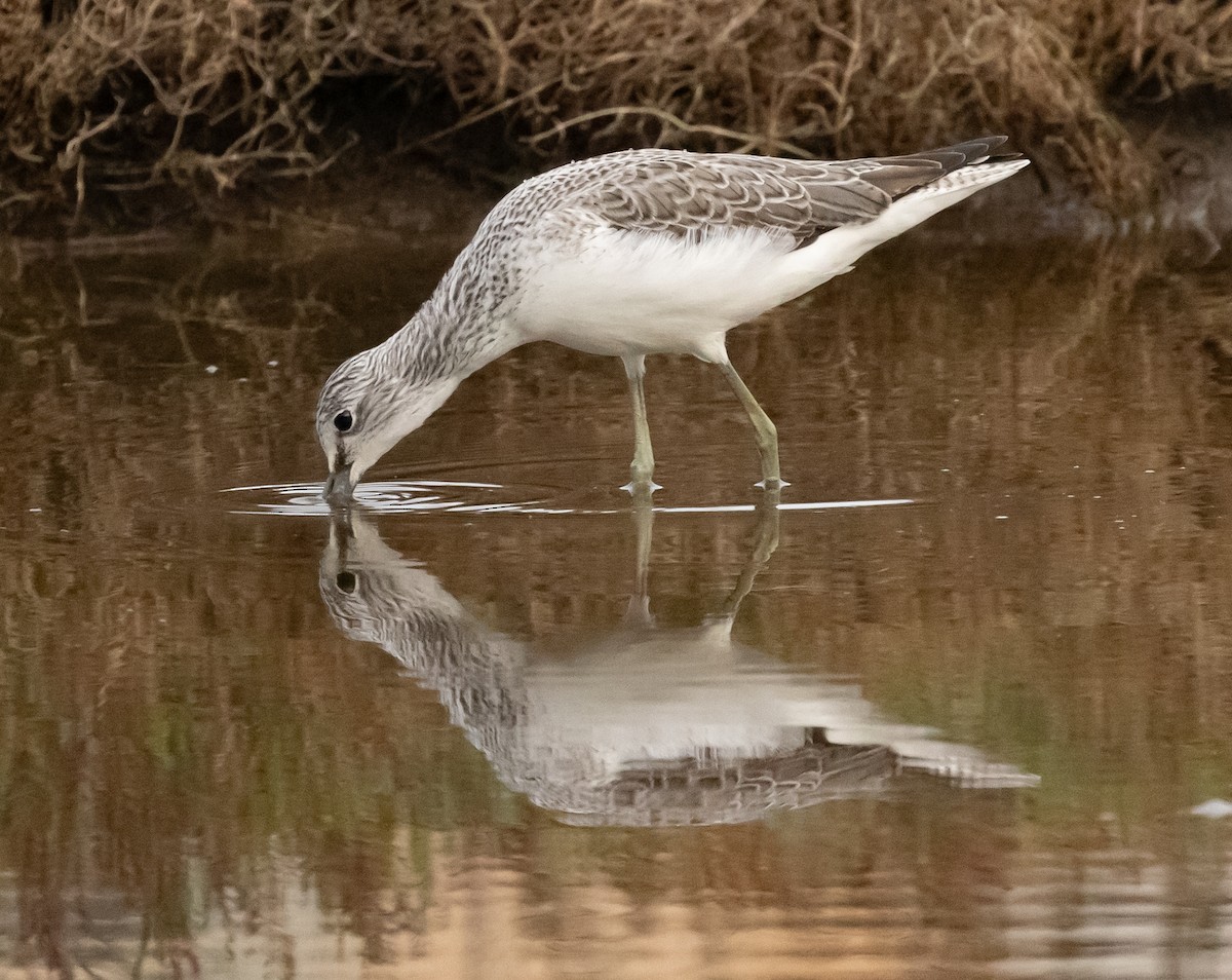 Common Greenshank - ML626801782