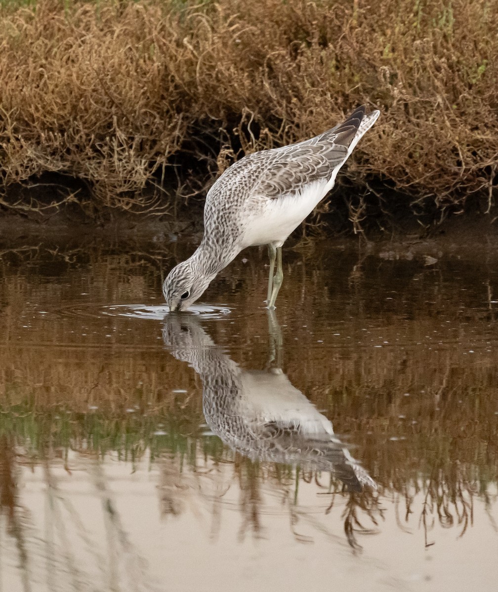 Common Greenshank - ML626801783