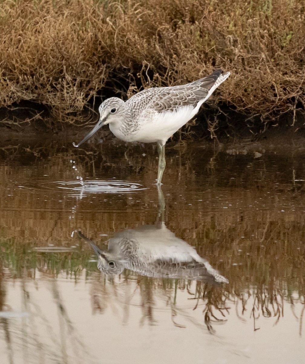 Common Greenshank - ML626801784