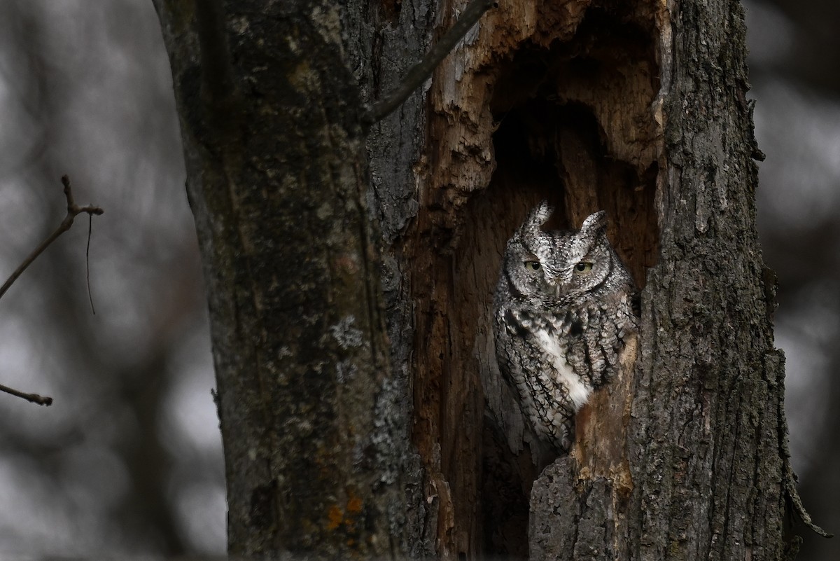 Eastern Screech-Owl - ML626801787