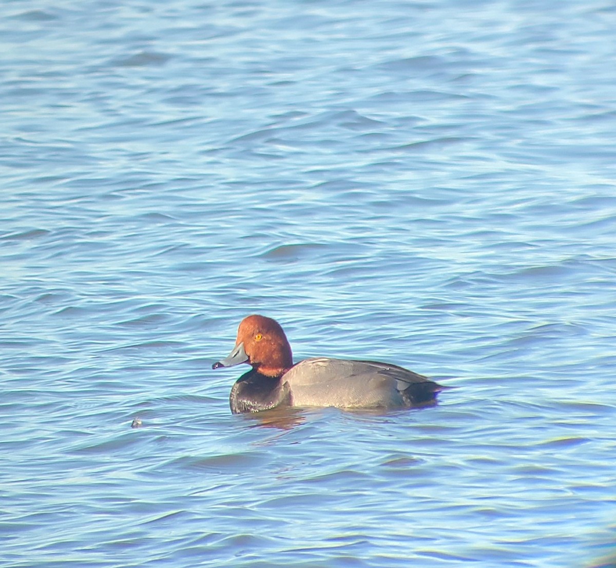 Redhead - ML626801792