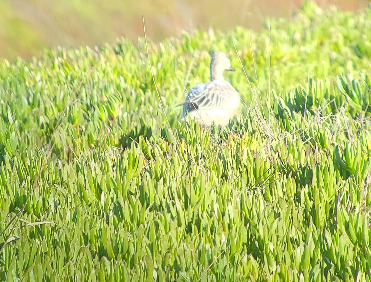 Snow Goose - ML626801803
