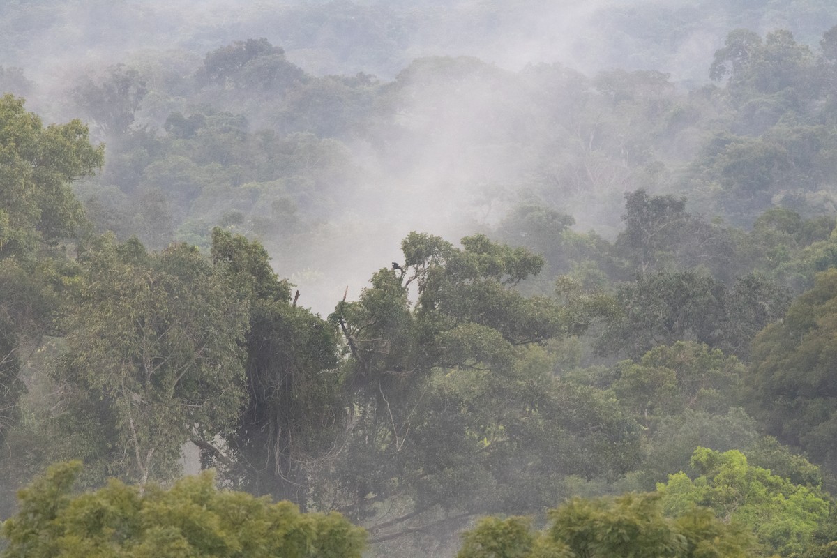 Red-throated Piping-Guan - ML626801823