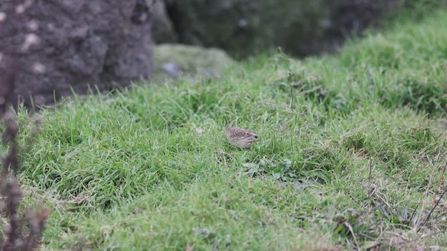 Grasshopper Sparrow - ML626801850