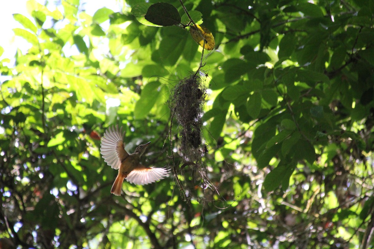 Tropical Royal Flycatcher - ML626802132