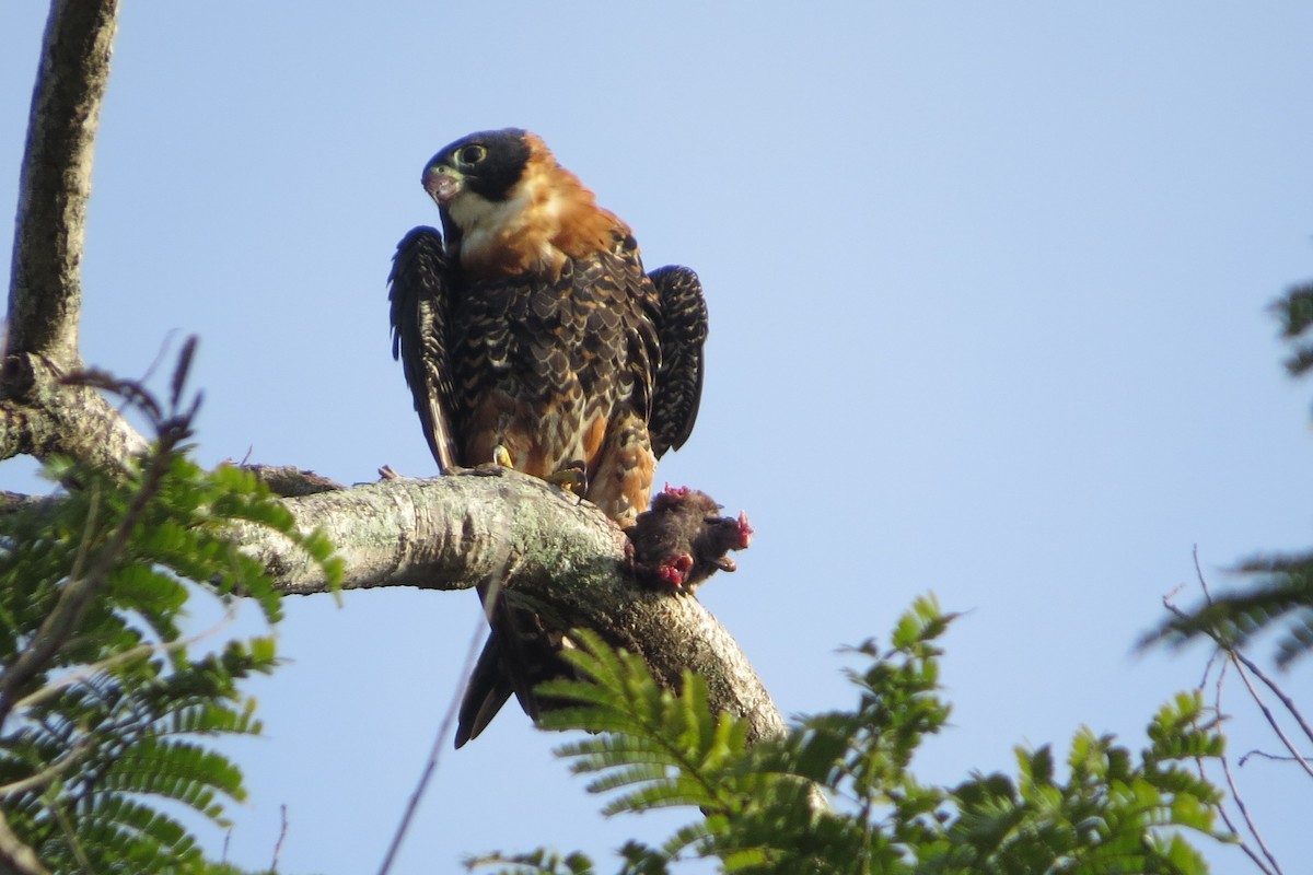 Orange-breasted Falcon - ML626802278