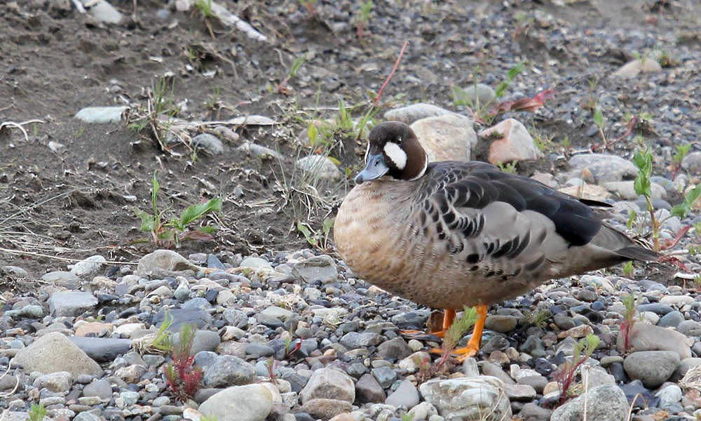 Spectacled Duck - ML626802362