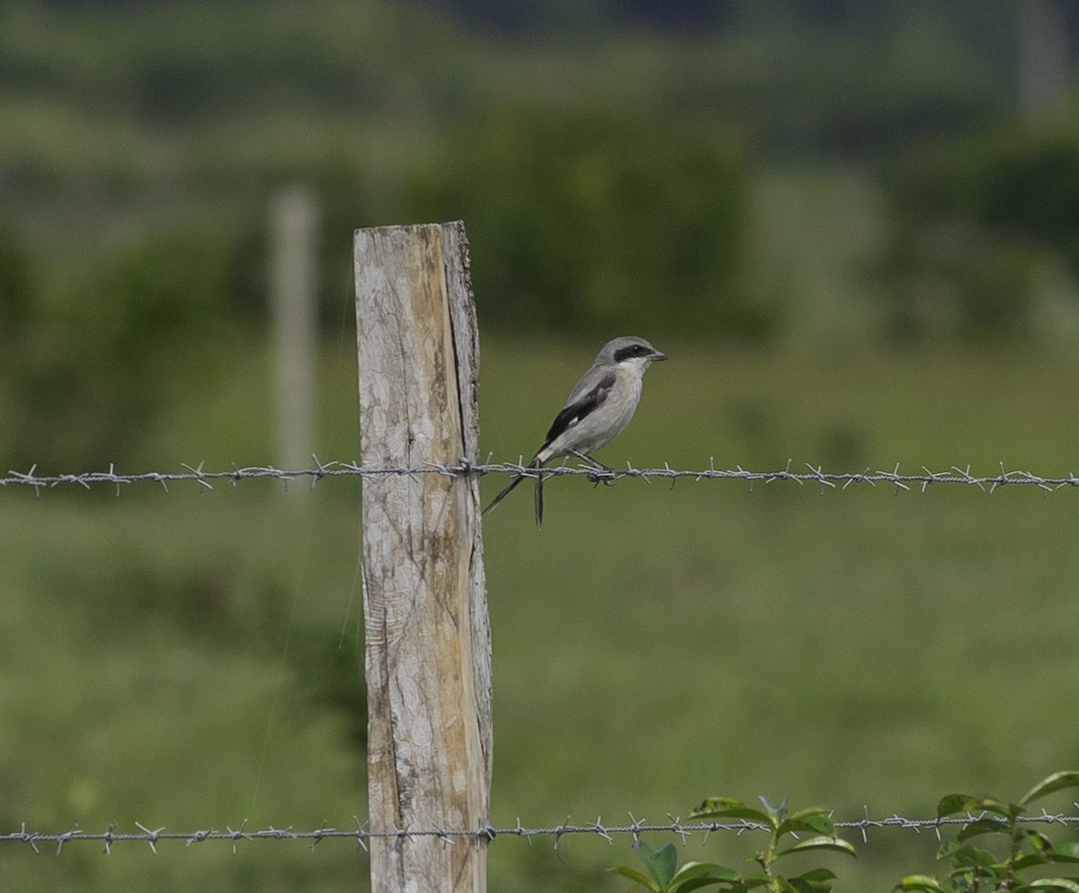 Loggerhead Shrike - ML626802367