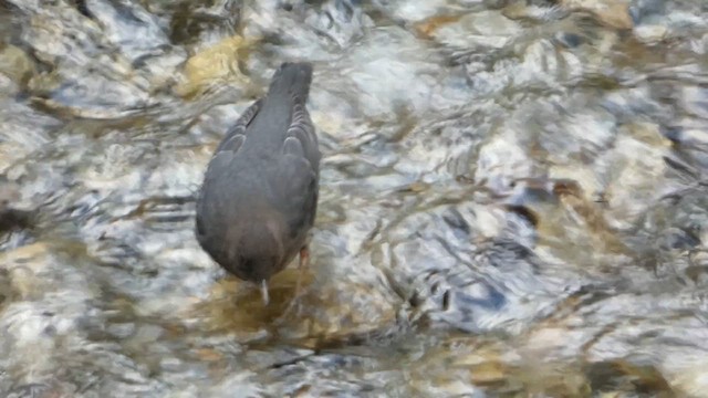 American Dipper - ML626802436