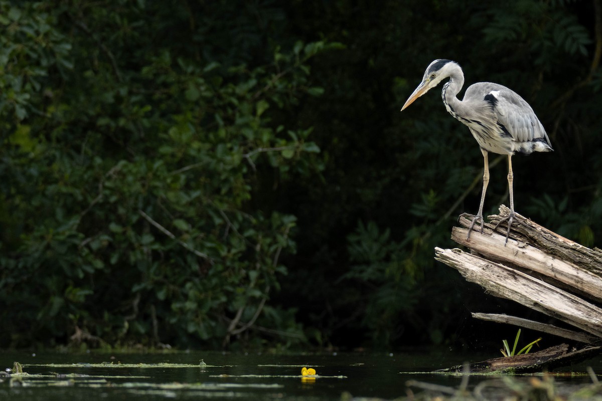 Gray Heron - ML626802484