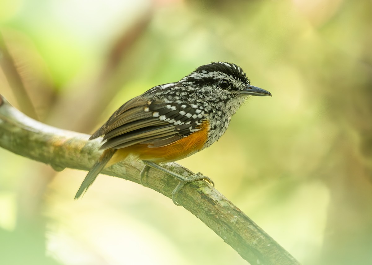 Peruvian Warbling-Antbird - ML626802722