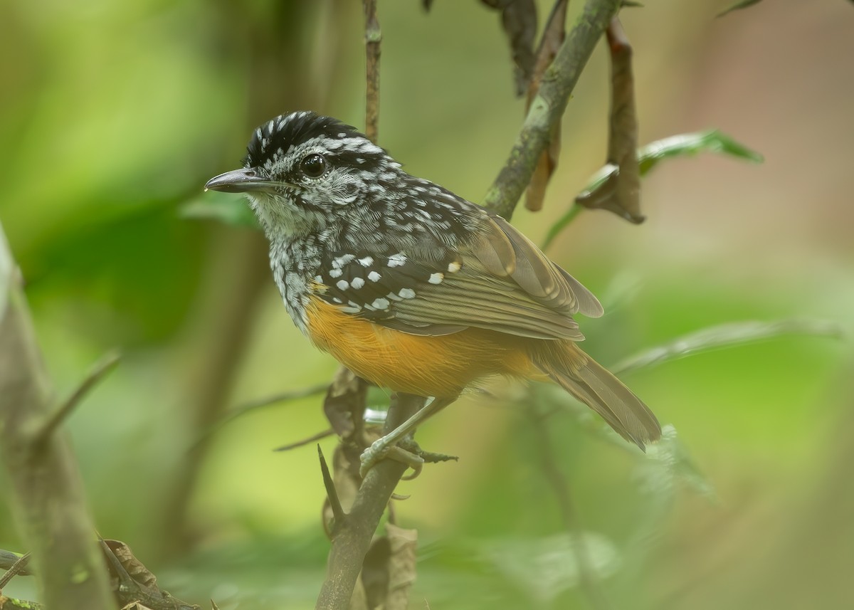 Peruvian Warbling-Antbird - ML626802724