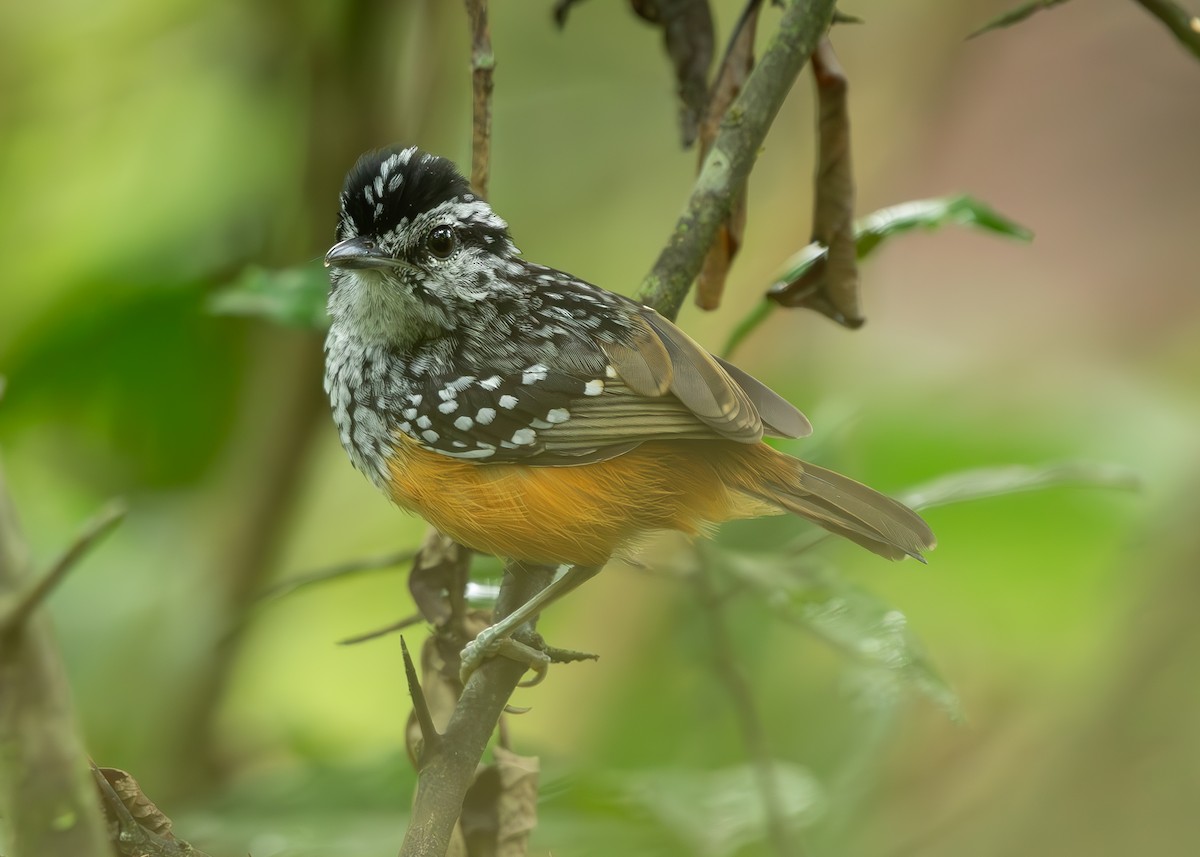 Peruvian Warbling-Antbird - ML626802729