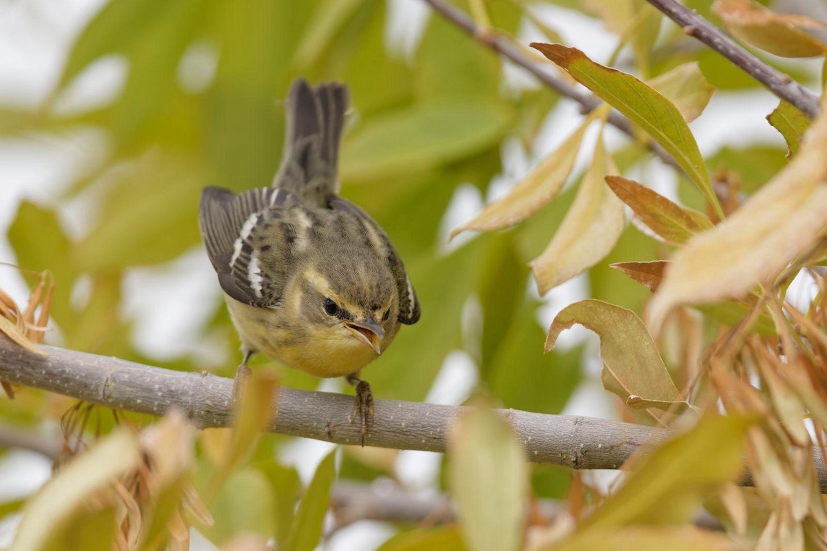 Blackburnian Warbler - ML626802792