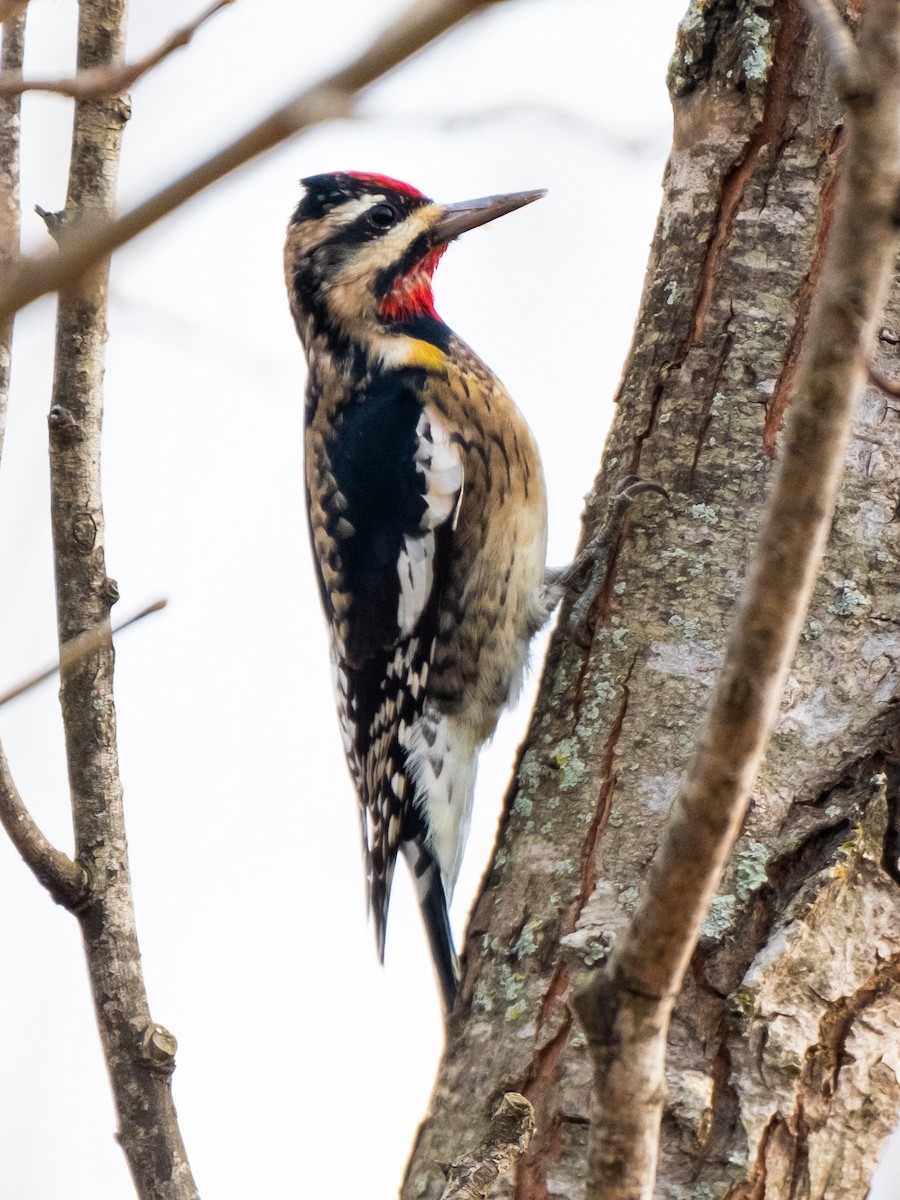Yellow-bellied Sapsucker - ML626802836