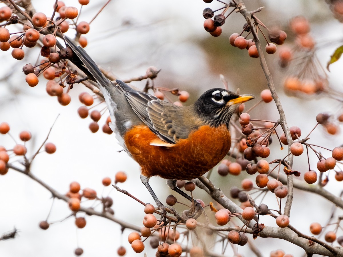 American Robin - ML626802862