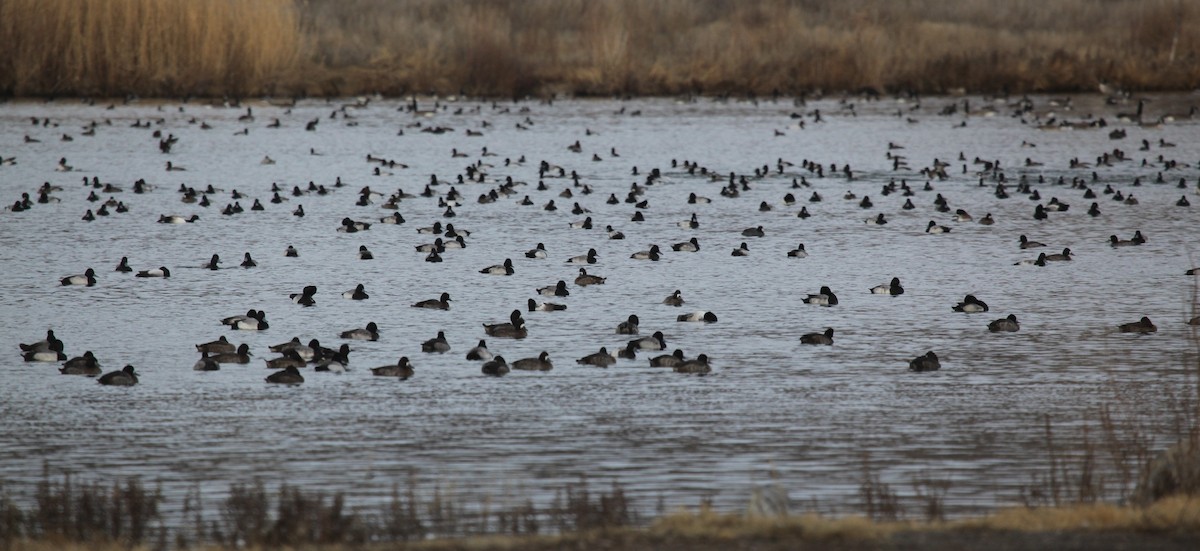 Lesser Scaup - ML626802894