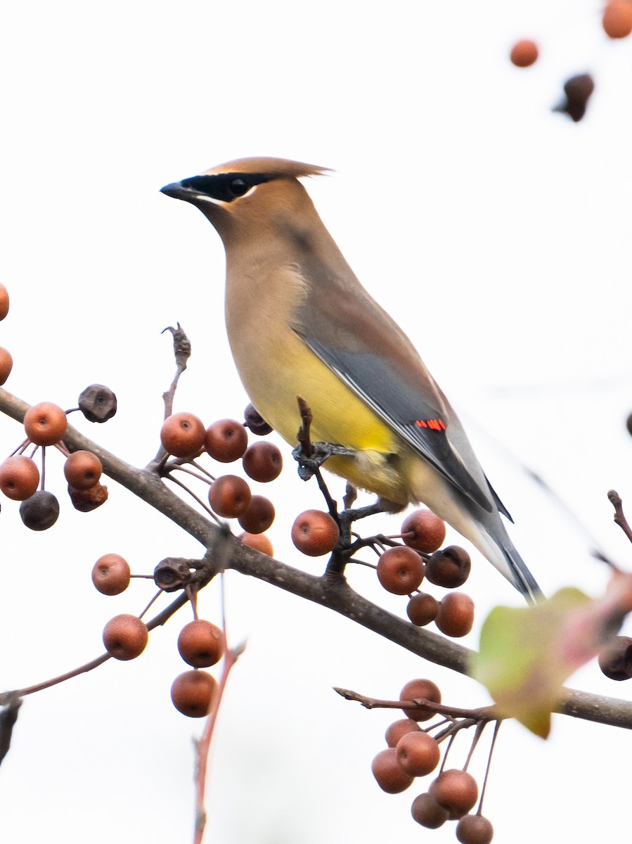 Cedar Waxwing - ML626802896