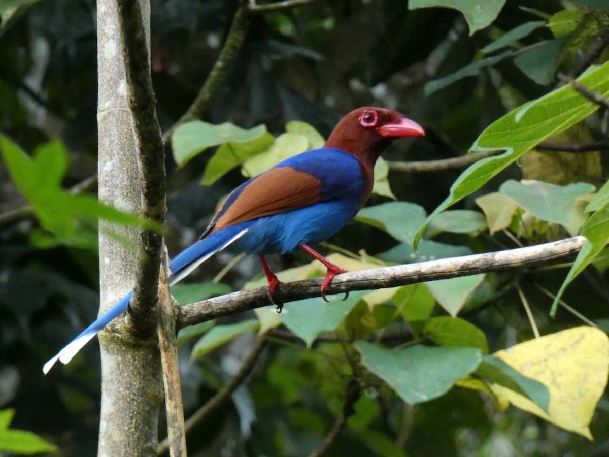 Sri Lanka Blue-Magpie - ML626803109