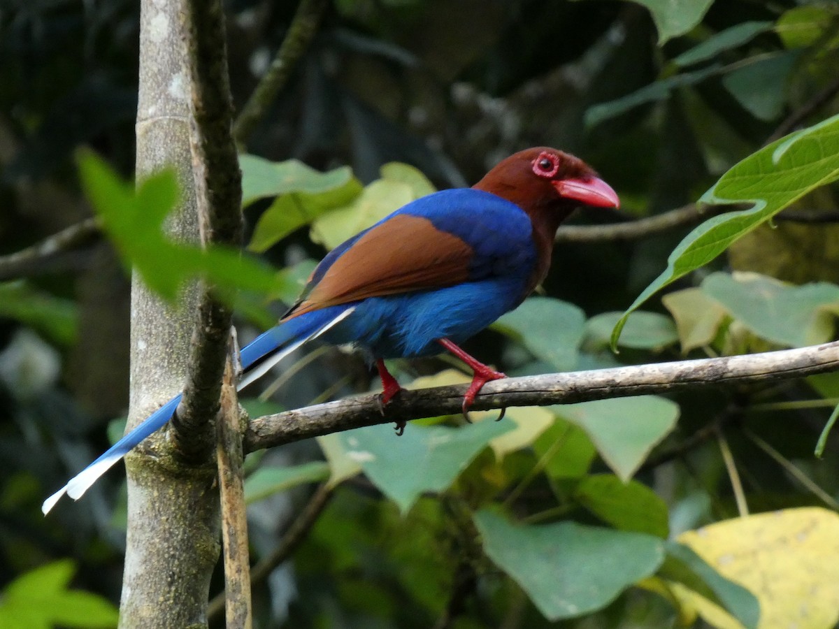 Sri Lanka Blue-Magpie - ML626803110